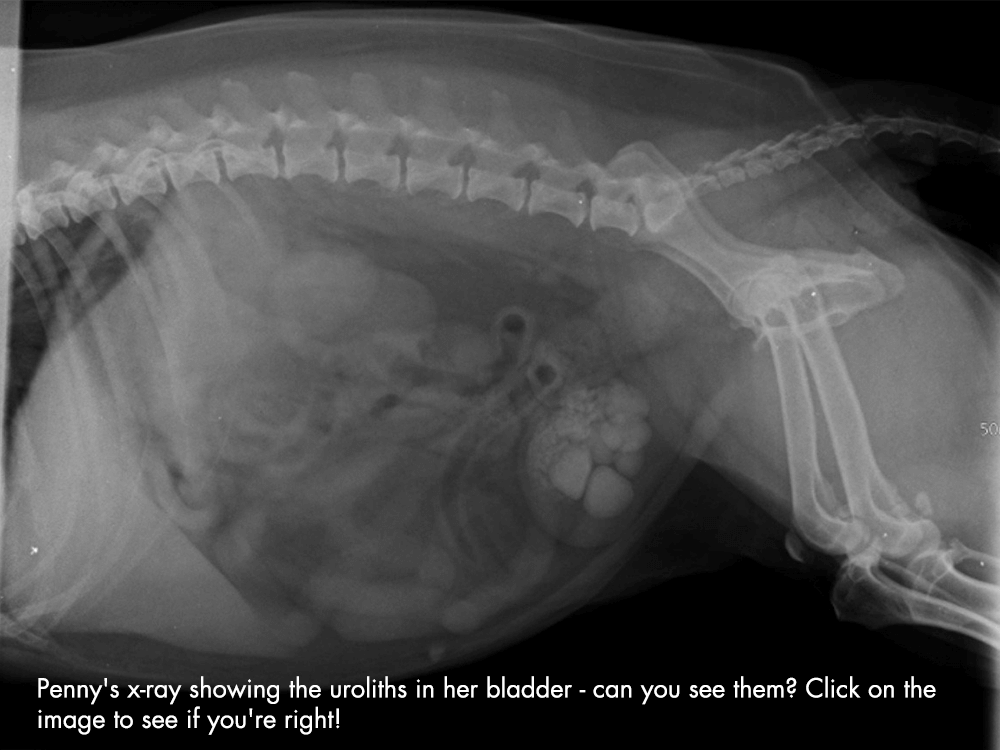 bladder stones in dogs