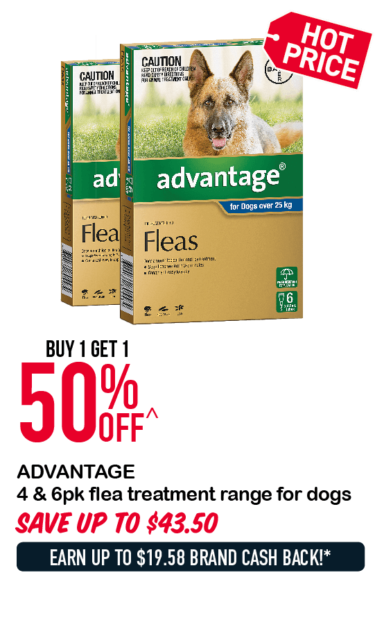 Pets Ads New Clothes Meta Morphoz - 
